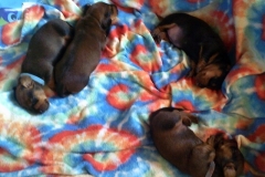 Youngest Litter